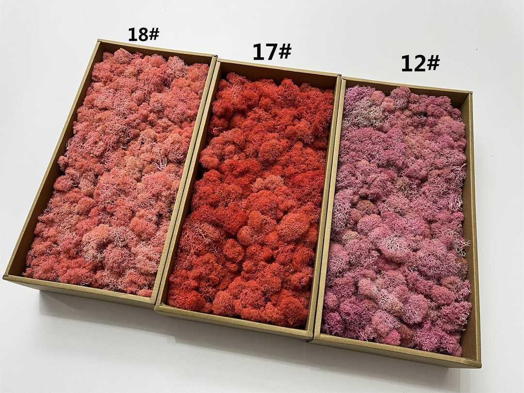 15oz Coloured Preserved Reindeer Moss for Wall Panel, Moss Tile, Panel ...