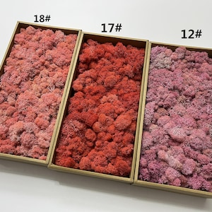 15oz Colored Reindeer Moss: Preserved Moss Wall Art Tile