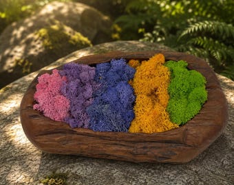 Muschio di renna colorato e conservato, parete di muschio, arte con il muschio, muschio fai da te per lavoretti, design floreale, accessori per terrari, decorazione per la casa
