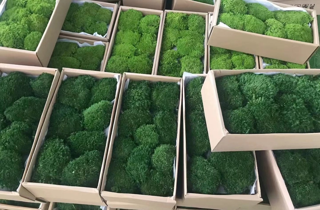 Preserved Moss Bulk, Green Moss for Potted Plants,preserved Pole Moss