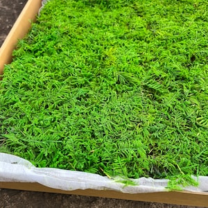 Muschio in fogli stabilizzato da 2 piedi quadrati: artigianato fai da te verde naturale stabilizzato