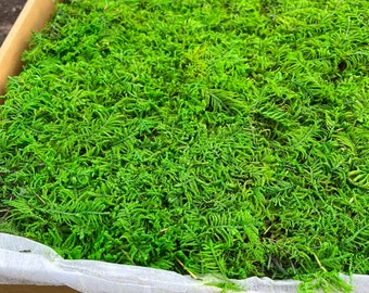 2sq ft Natural Preserved Sheet Moss Stabilized Craft DIY Gardening Wholesale Preserved Bun Cushion Natural Green Decorative Real DIY