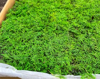 Musgo laminar preservado de 2 pies cuadrados: Manualidad DIY verde natural estabilizada