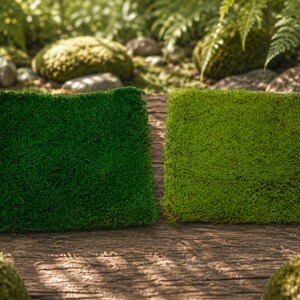 Feuille de mousse stabilisée : oeuvre d'art murale verte, décoration de jardin