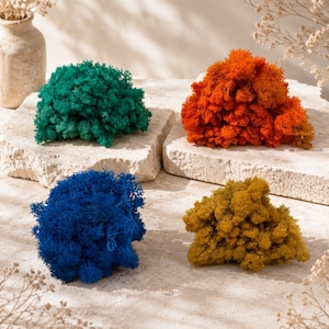 May include: Four distinct clusters of preserved reindeer moss in vibrant shades of teal, bright orange, deep royal blue, and mustard yellow. Each textured, branching clump is displayed separately on a light-colored, rough-hewn stone surface.