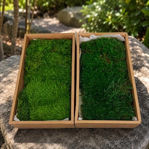 Preserved Wool Moss, Long Curly Natural Moss, Soft Fiber Moss for Terrariums, Moss Art, Fairy Gardens, Dioramas, Floral Crafts and DIY Decor