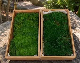 Preserved Wool Moss, Long Curly Natural Moss, Soft Fiber Moss for Terrariums, Moss Art, Fairy Gardens, Dioramas, Floral Crafts and DIY Decor