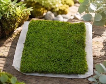 Preserved Sheet Moss, Natural Green Moss for Moss Wall, Fairy Garden, Terrarium, DIY Crafts, Plant Decor, Wedding Decor, Kokedama Moss