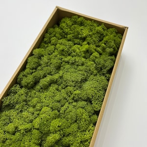 Reindeer Moss - Preserved Real Moss for Crafts Terrariums Decor - Multiple Colors