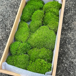 May include: A cardboard box filled with preserved moss, a popular material for creating green walls and terrariums.