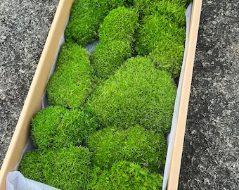 Muschio a cuscino conservato: muschio a cuscino sfuso per terrari e decorazioni murali