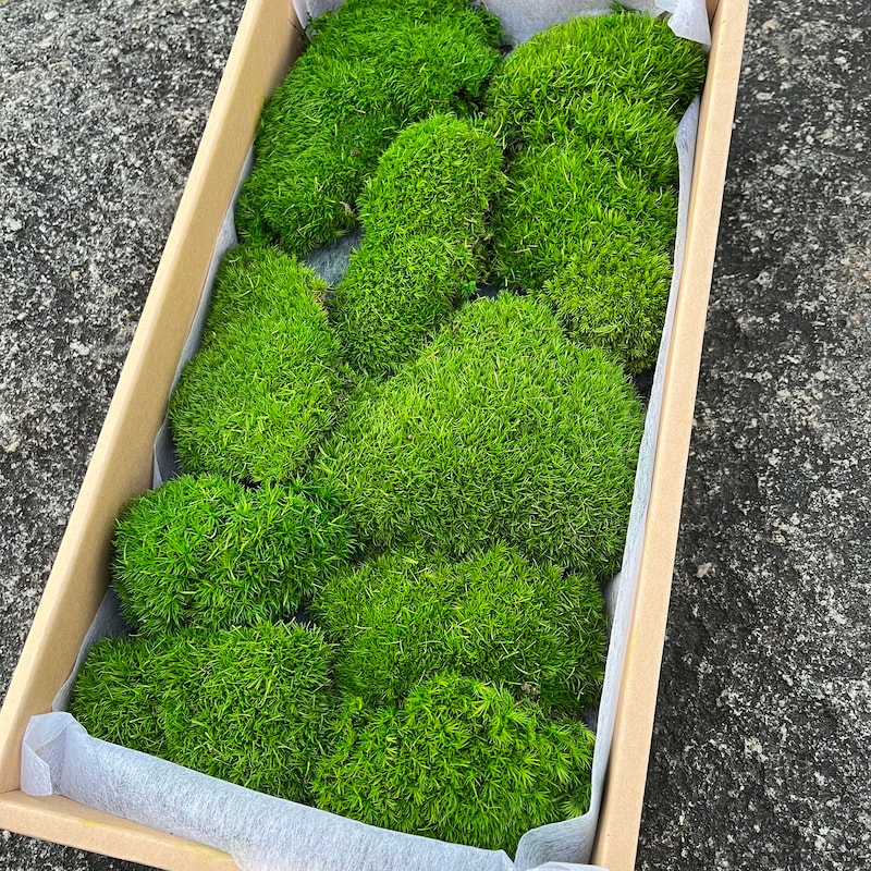 Moss Green Bath Mat - Etsy
