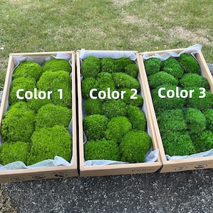 Boutique Pillow Moss: DIY Green Wall Art, Home Decor