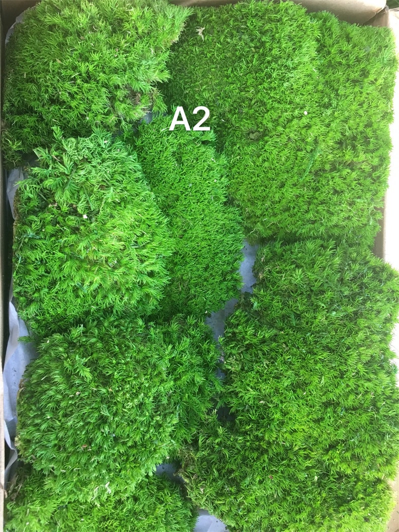 Preserved Moss Bulk Green Moss for Potted Plantspreserved Etsy