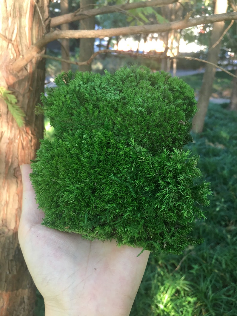 Preserved Moss Bulk Green Moss for Potted Plantspreserved Etsy