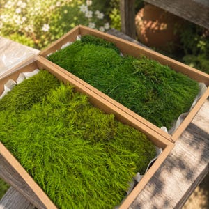 Konserverad ullmossa, lång lockig naturlig mossa, mjuk fibermossa för terrarier, älvträdgård, diorama, blomsterarrangemang inomhusdekor
