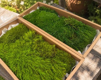 Preserved Wool Moss, Long Curly Natural Moss, Soft Fiber Moss for Terrariums, Fairy Garden, Diorama, Floral Arrangement  Indoor Decor