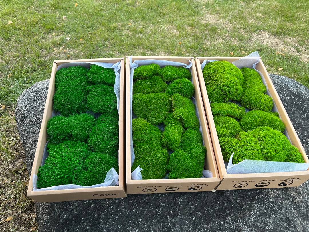 Pillow Moss Cushion Moss Moss Bowl Bulk Moss Bulk Preserve Etsy