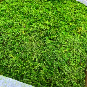 Muschio da tappeto conservato: muschio piatto verde naturale per terrari e decorazioni murali