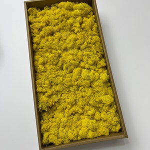 Stabilized Preserved Reindeer Moss, DIY, CRAFTS, Natural Green, Dekorative, Forest decorations