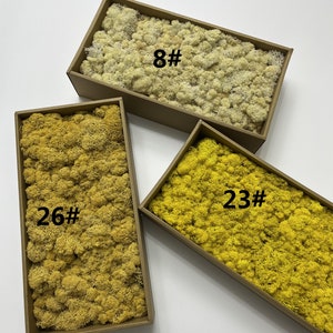 15oz Preserved Reindeer Moss: Craft Moss for Terrarium & Wall Decor