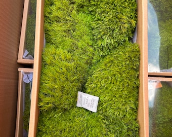 May include: A box of preserved moss with a small brush for applying adhesive. The moss is a vibrant green color and is packaged in a brown cardboard box with a clear plastic window. The label on the box reads "Silica Gel Desiccant Do Not Eat"