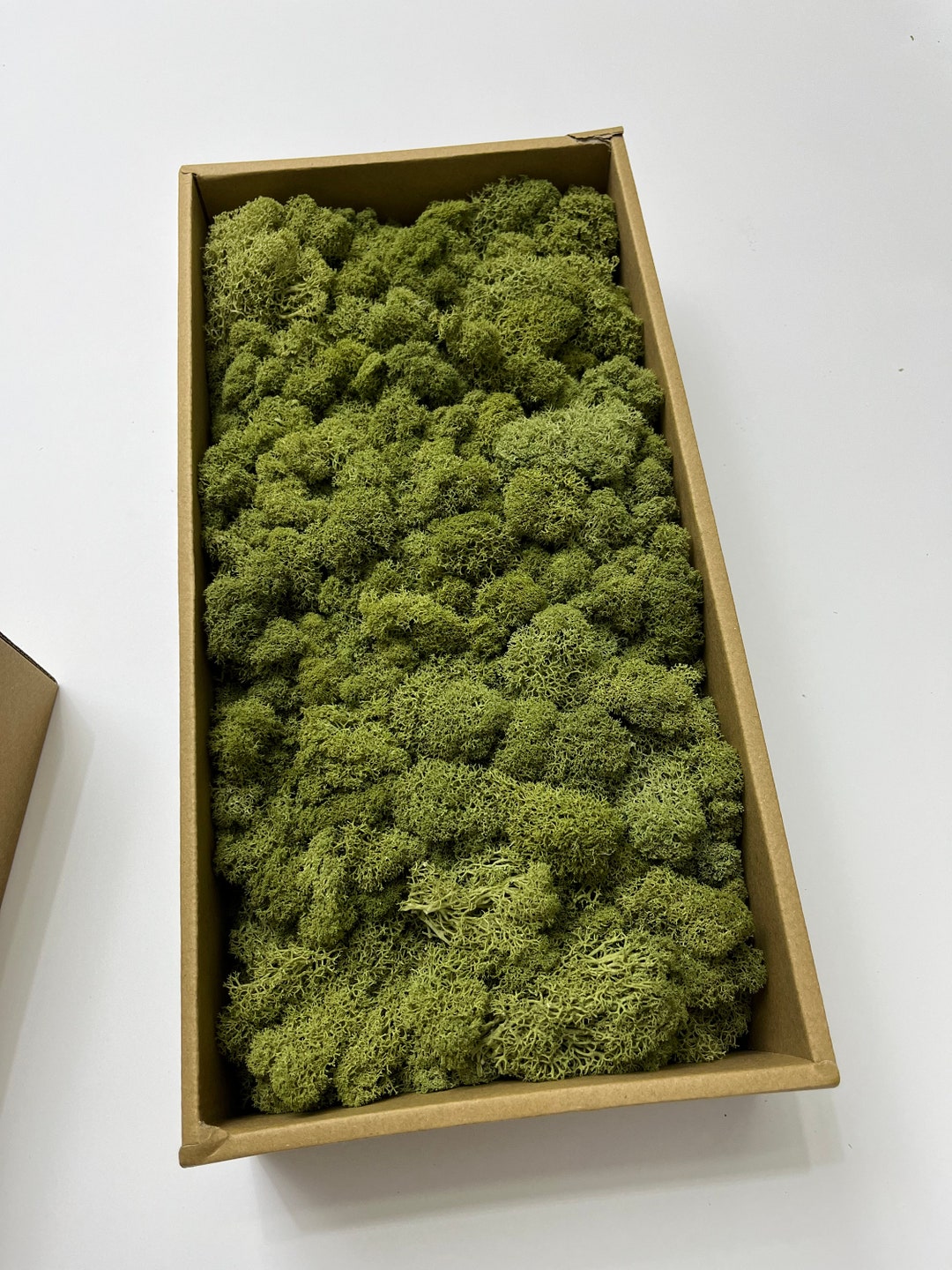 Natural Moss GREEN Preserved Reindeer Moss for Plants Art, Tillandsia, Floristry, Hanging Basket