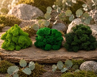 Hoogwaardig rendiermos, geconserveerd mos voor moswanden, terrariumplanten, harskunst, decoratie voor sprookjestuinen, Scandinavische stijl