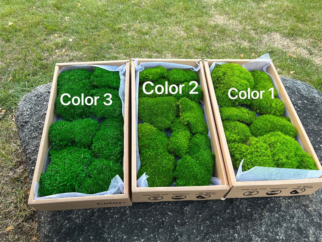 Pillow Moss, Cushion Moss, Moss Bowl, Bulk Moss Bulk Preserve Moss