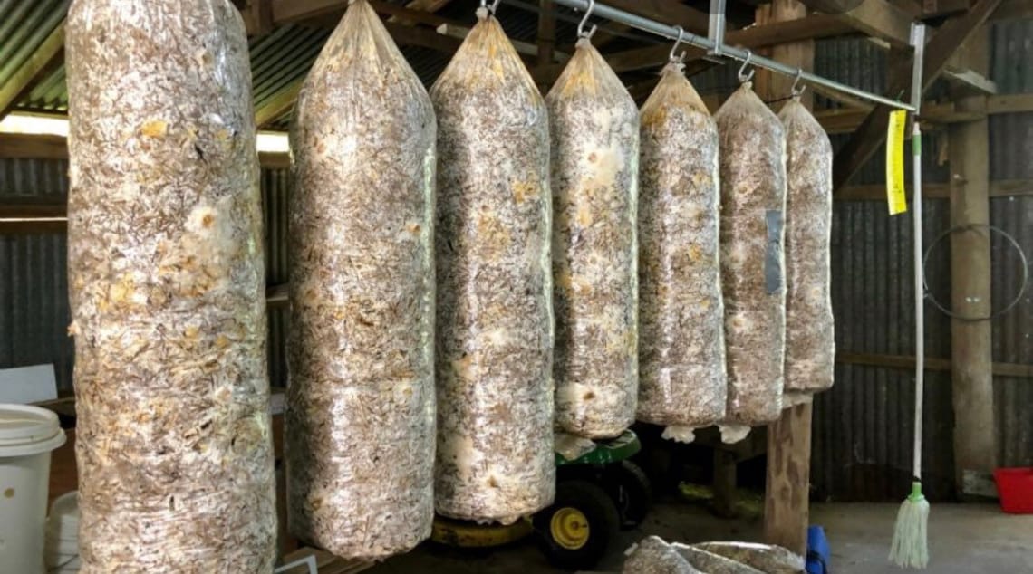 5 Mushroom Grow Bag Tubes 36 X 6 Etsy