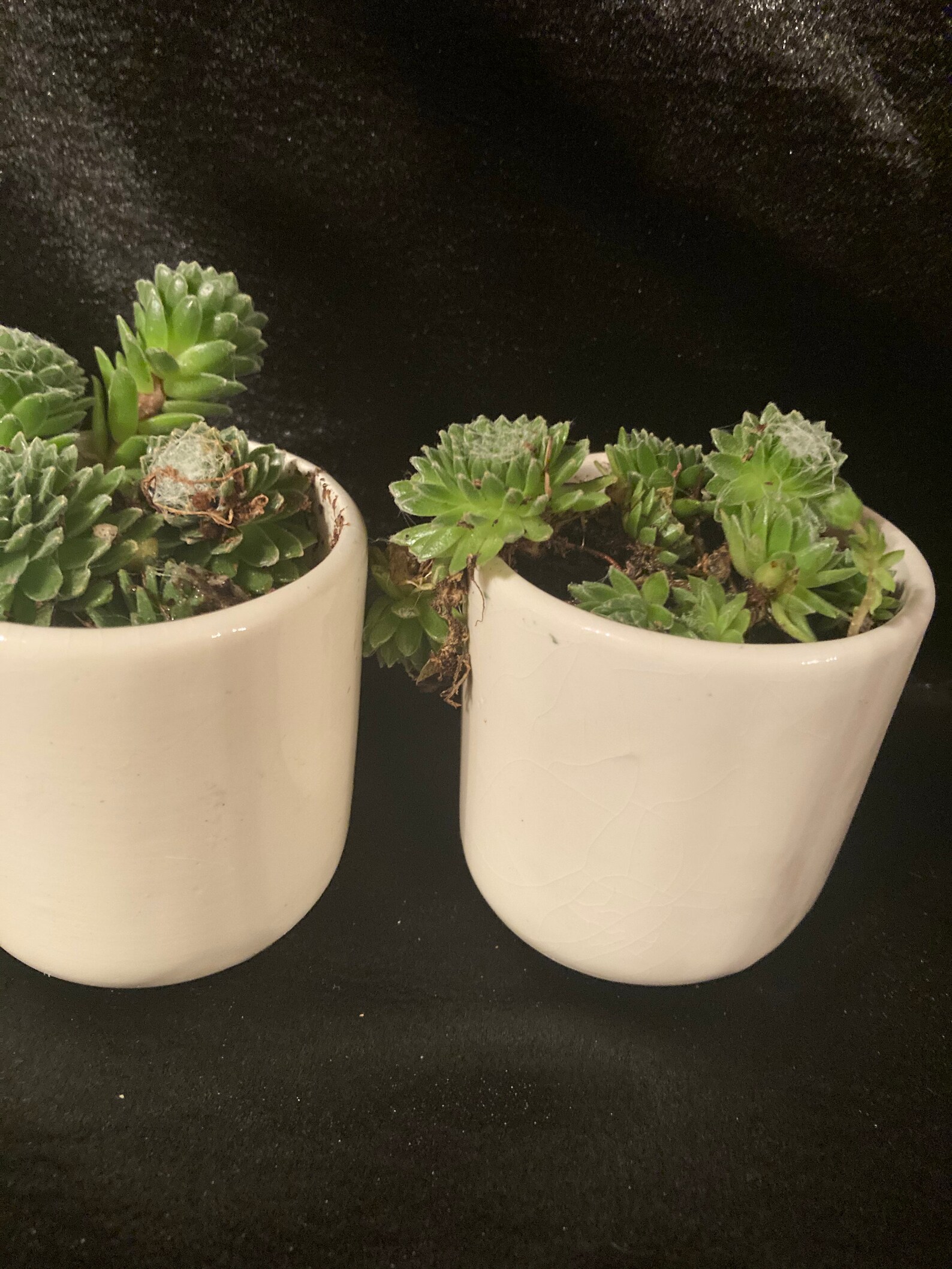 small ceramic planters