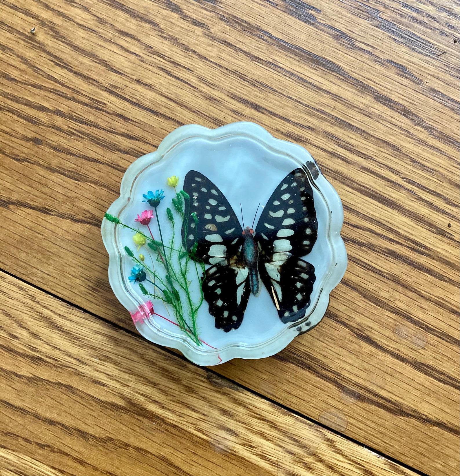 Set of five resin butterfly coasters. Faux insect taxidermy. Etsy