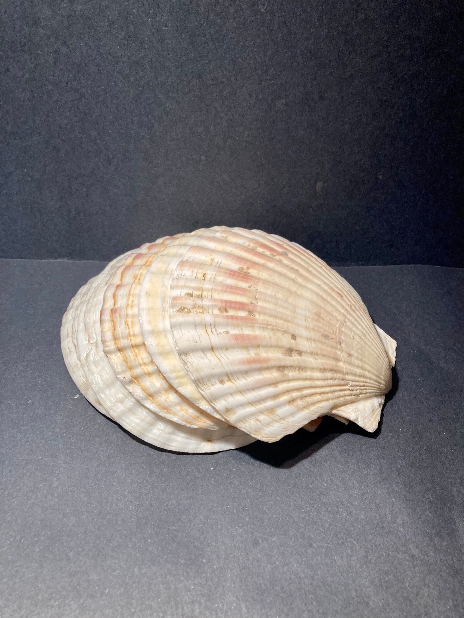 Set of eight scallop/clam shell plates. Mid century nautical Etsy