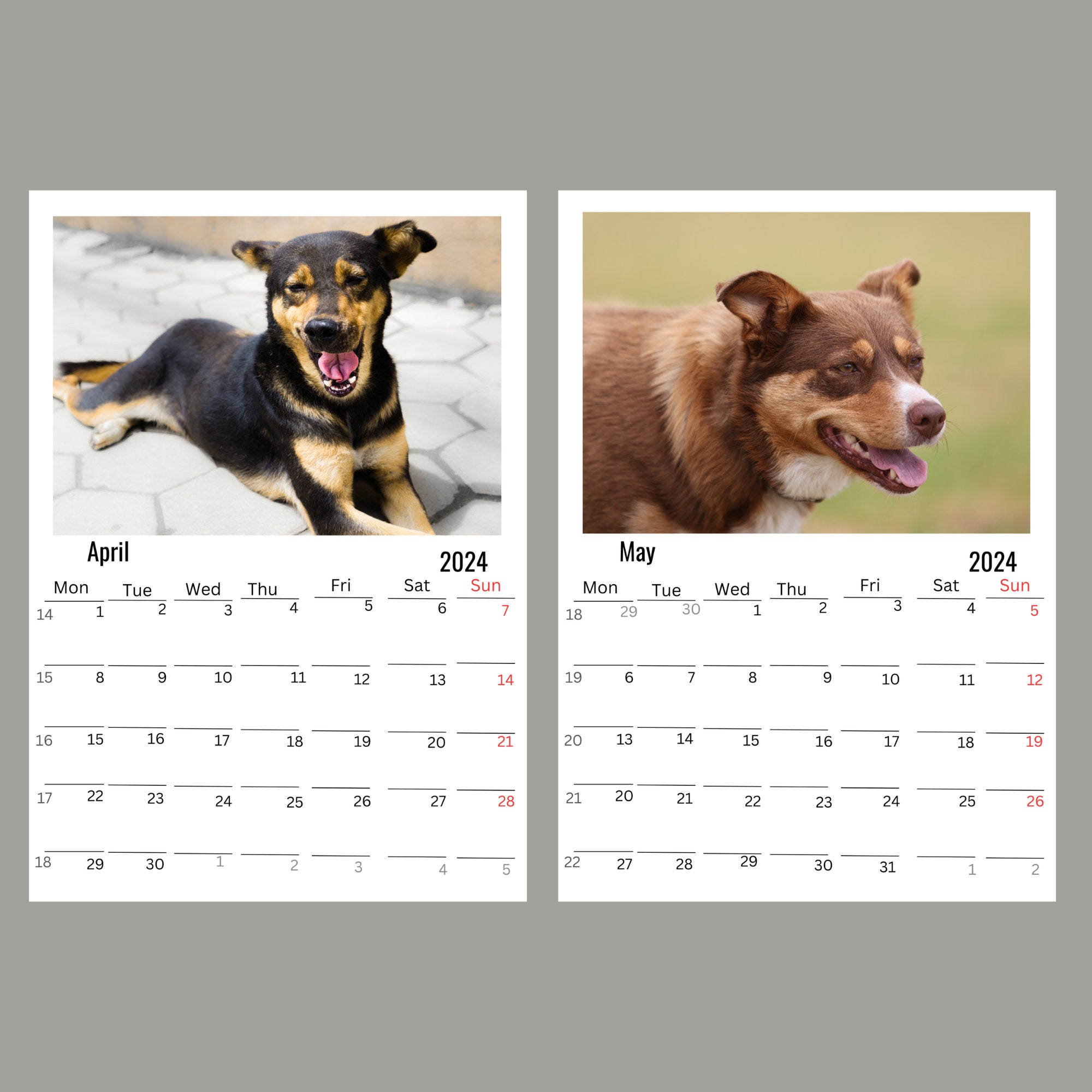 Australian Kelpie Wall Calendar 2024 Etsy