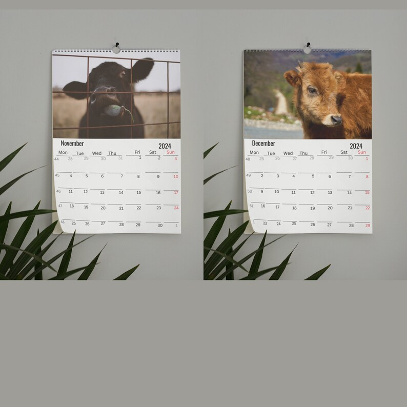 Calves Wall Calendar 2024 Etsy
