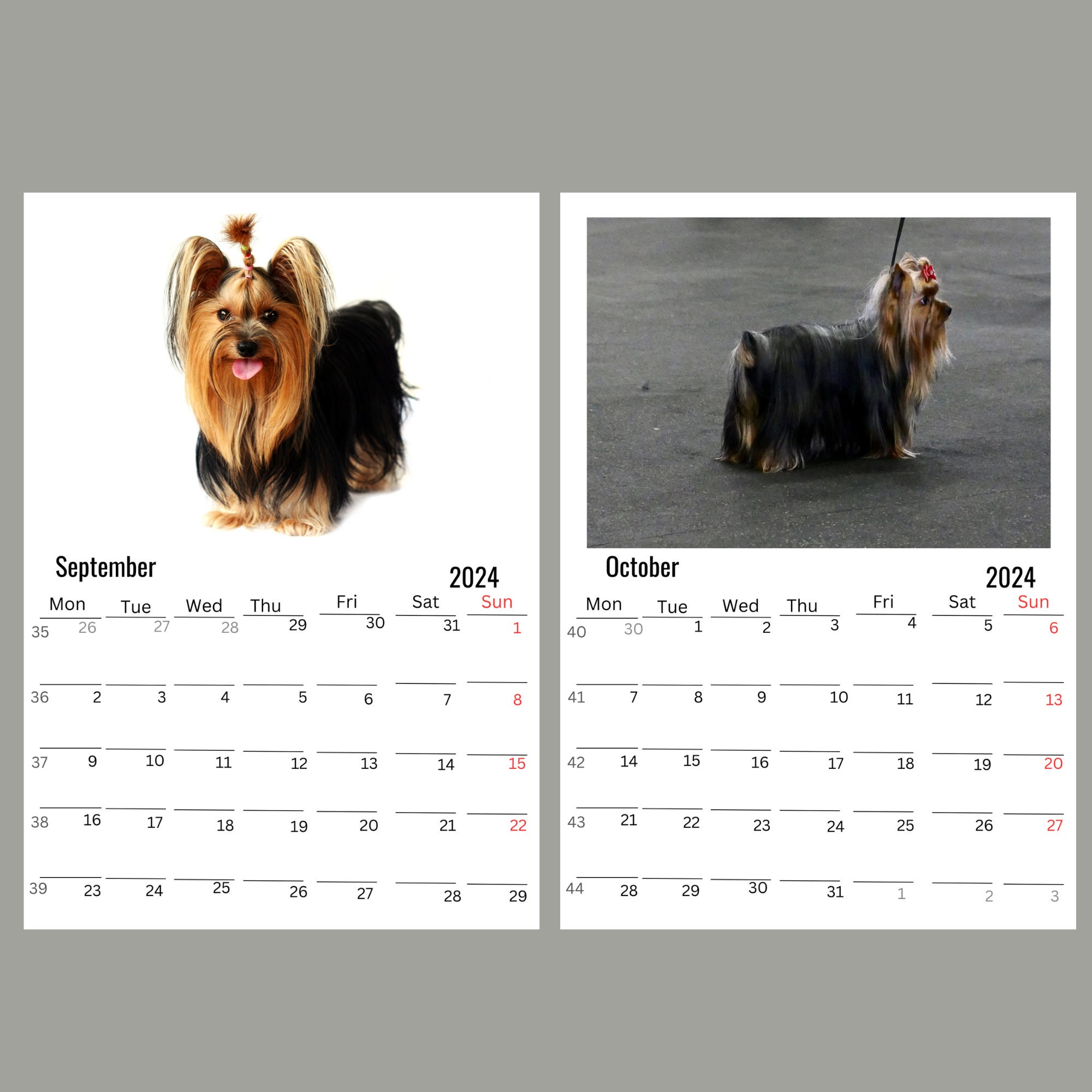 Silky Terrier Wall Calendar 2024 Etsy
