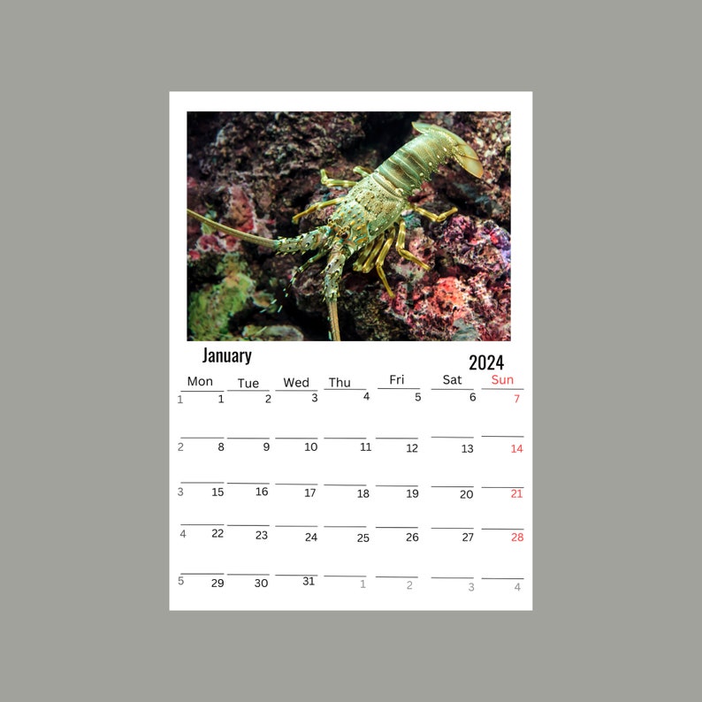 Lobster Wall Calendar 2024 Etsy