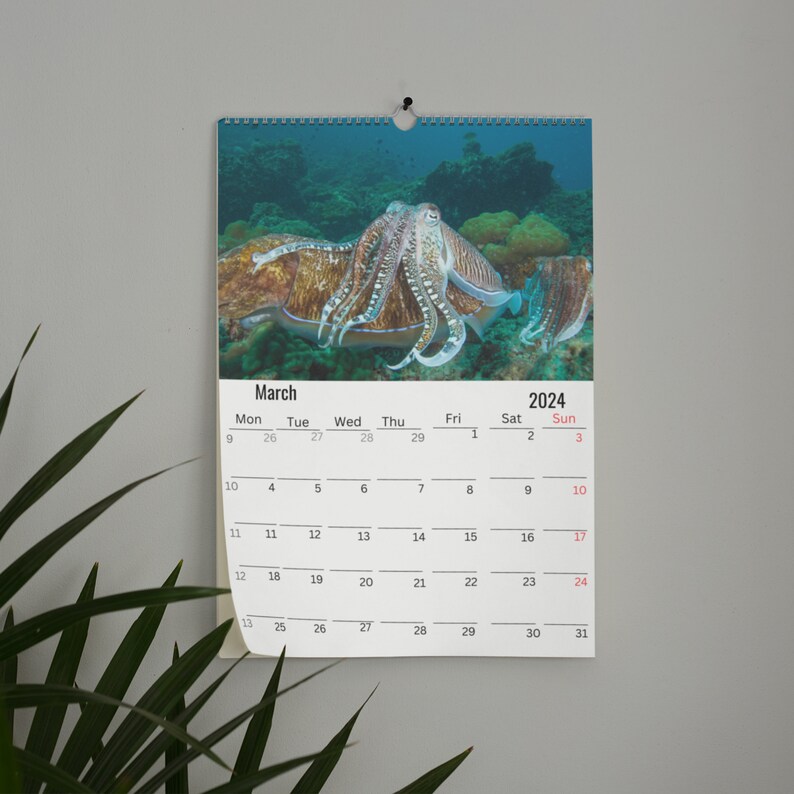 Octopus Calendar 2024 Etsy