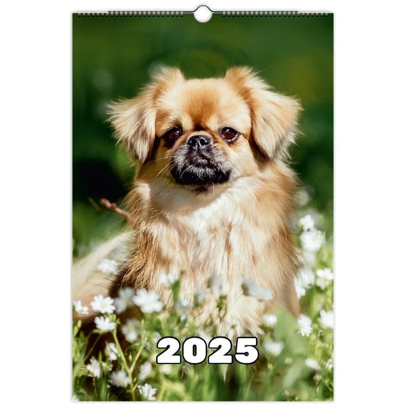 Tibetan Spaniel Etsy