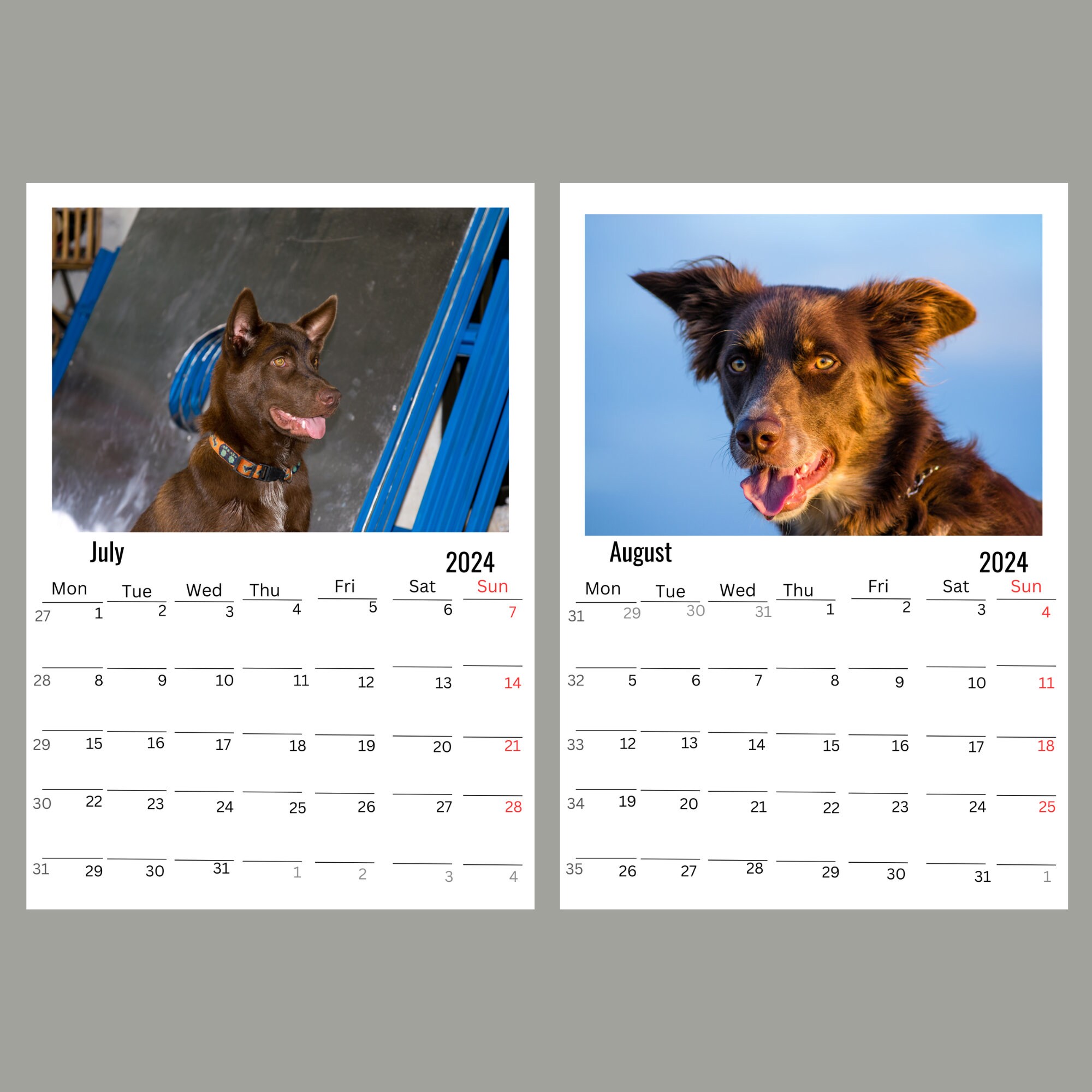 Australian Kelpie Wall Calendar 2024 Etsy
