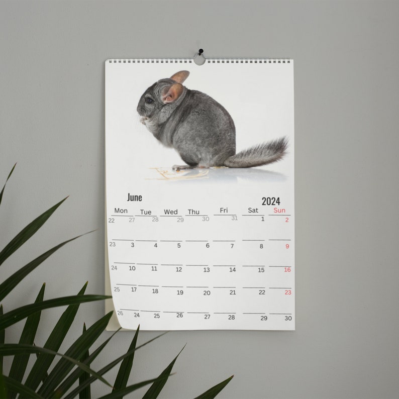 Chinchillas Wall Calendar 2024 Etsy