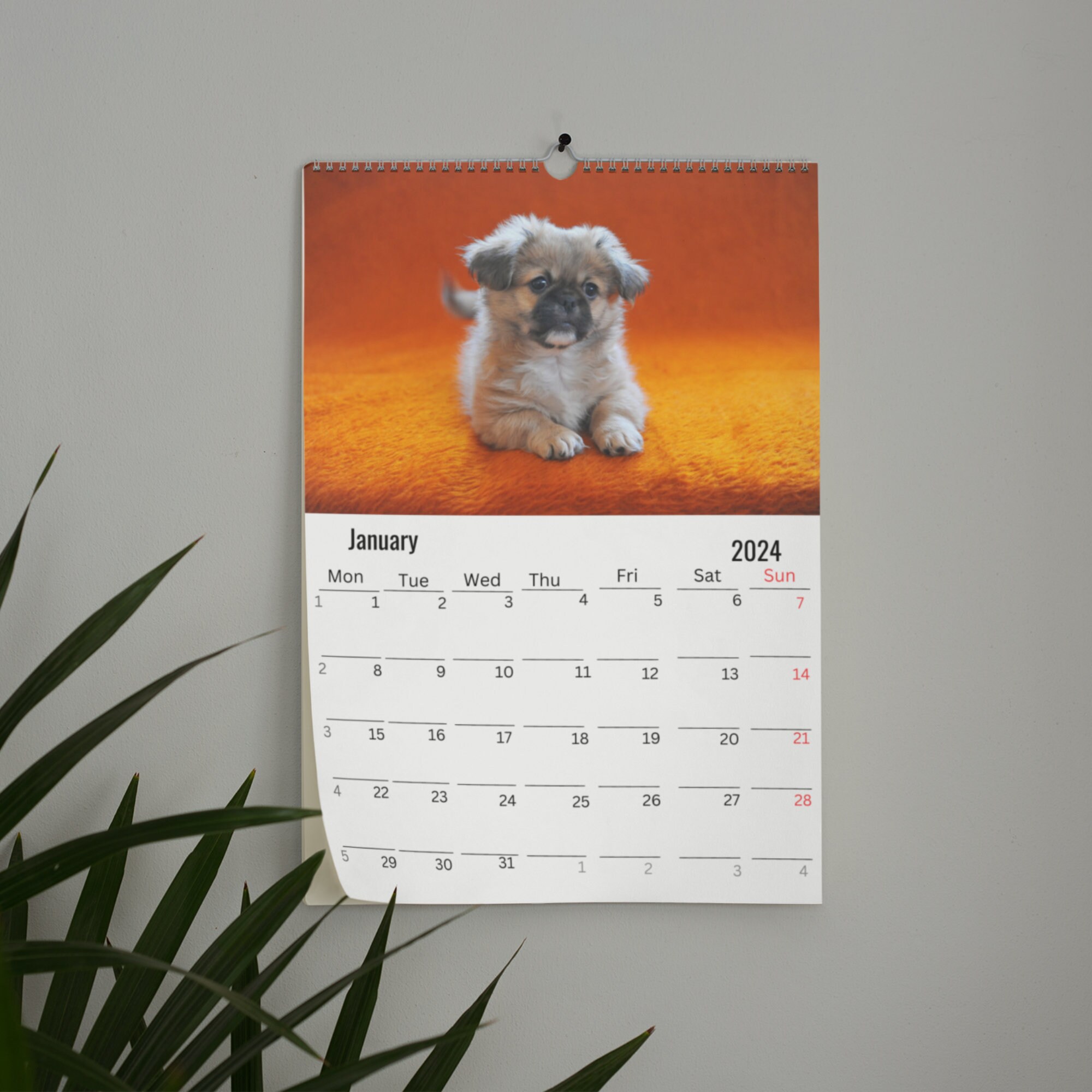 Pekingese Wall Calendar 2024 Etsy