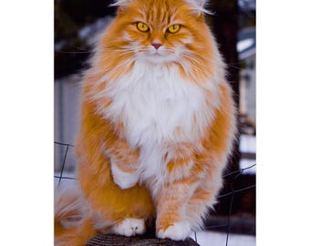 Norwegian  Forest Cat Wall calendar 2026