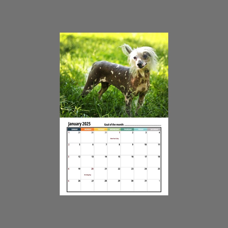 Chinese Crested Wall Calendar 2025 Etsy