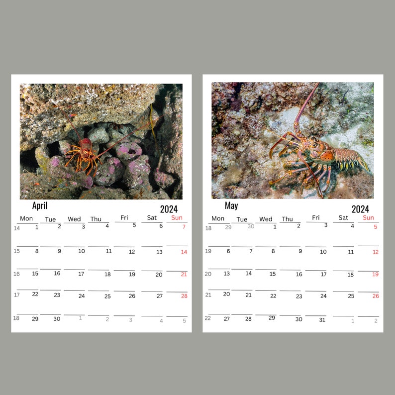 Lobster Wall Calendar 2024 Etsy