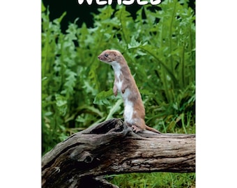 Weasel Wall Calendar 2026