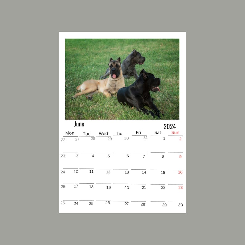 Cane Corso Wall Calendar 2024 Etsy