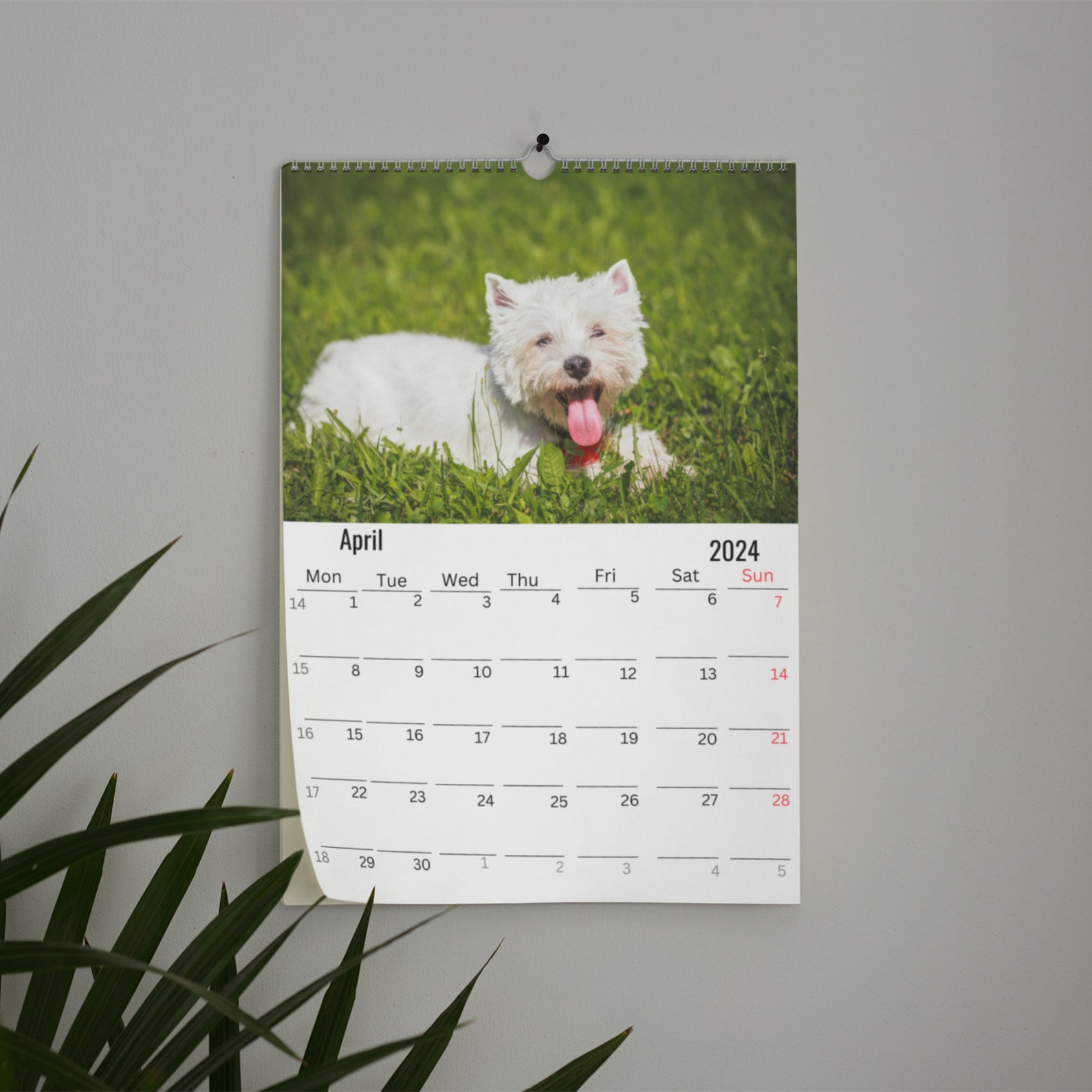 Havanese Wall Calendar 2025 Etsy
