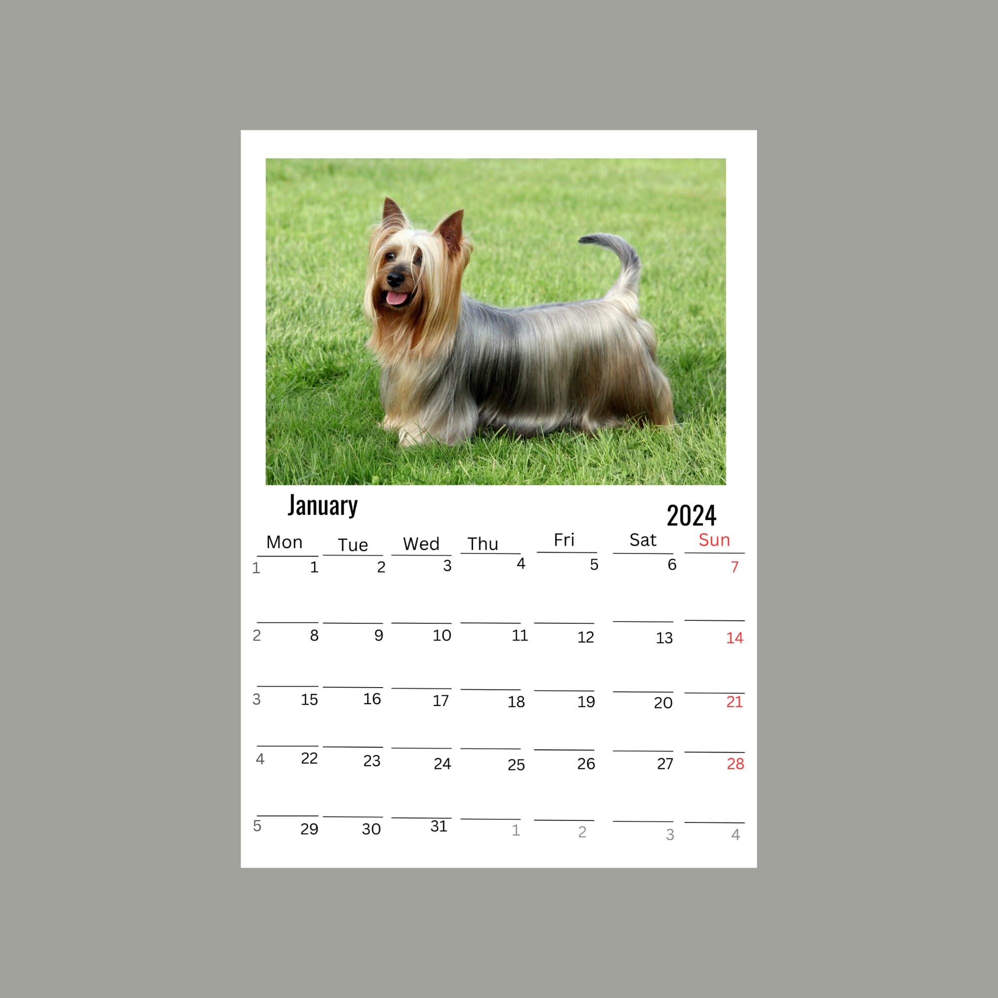 Silky Terrier Wall Calendar 2024 Etsy