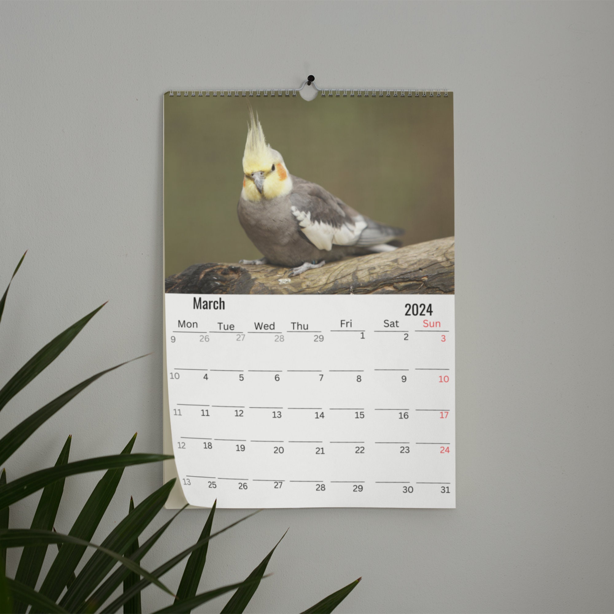 Cockatiels Wall Calendar 2024 Etsy